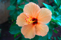  Edible Flowers, Hibiscus rosa-sinensis, Chinese Hibiscus, China Rose, Hawaiian Hibiscus, Shoeblack Plant